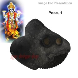 Kurma Avatar Shaligram Shila Stone From Gandaki River in Nepal